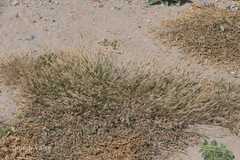 Eragrostis ciliaris